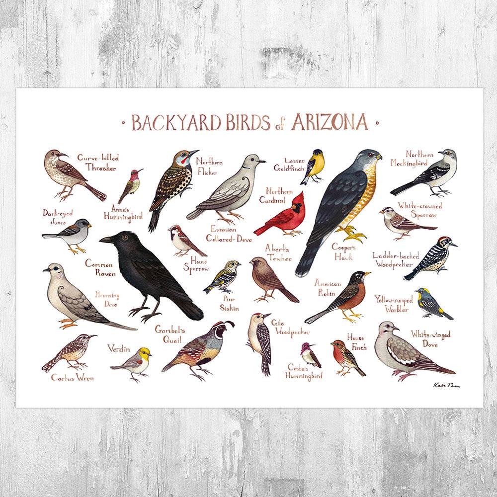 Arizona Backyard Birds Field Guide Art Print - Nature Print - Bird - Poster | Canvas Wall Art Print