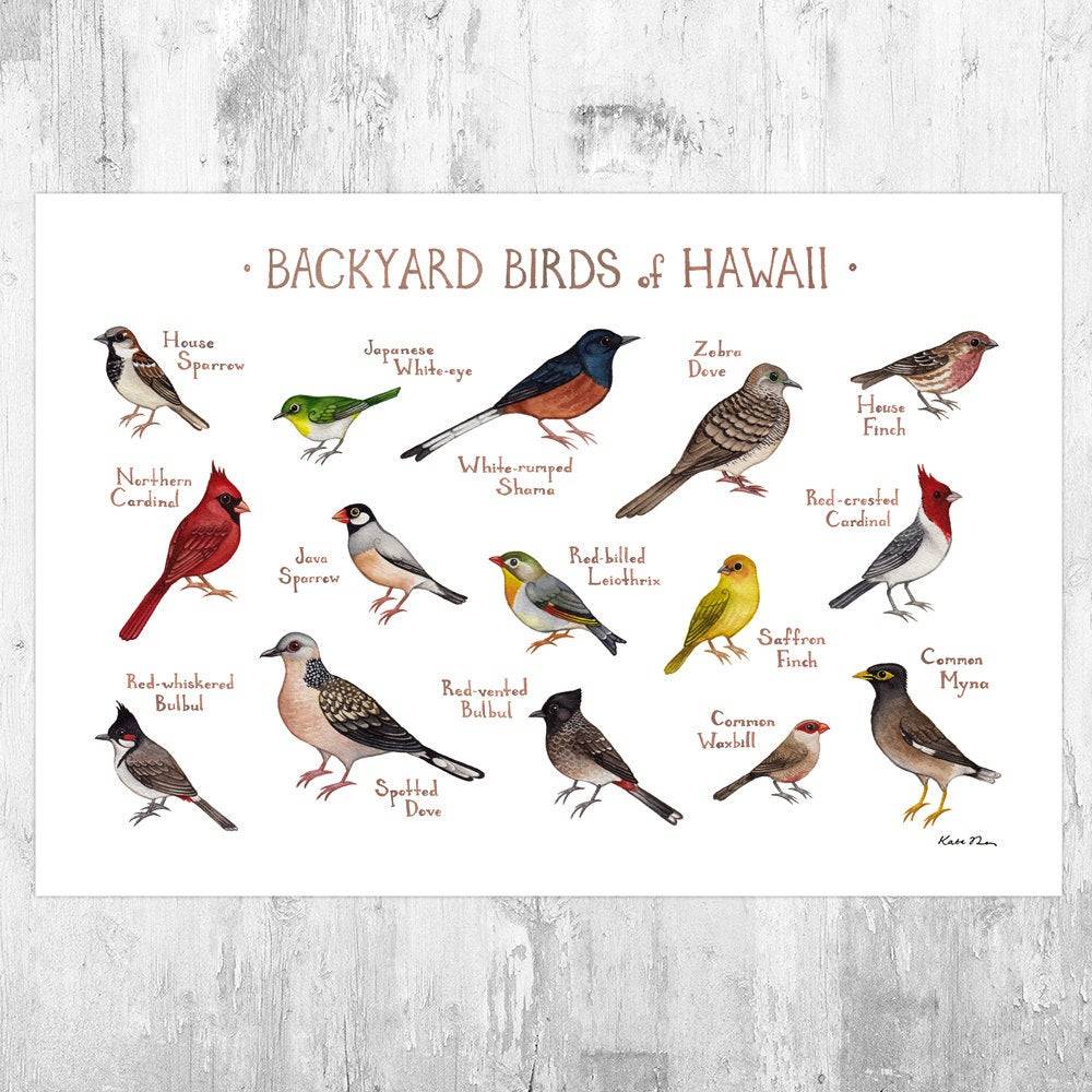 Hawaii Backyard Birds Field Guide Art Print - Nature Print - Bird - Poster | Canvas Wall Art Print