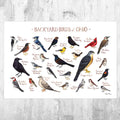 Ohio Backyard Birds Field Guide Art Print - Nature Print - Bird - Poster | Canvas Wall Art Print