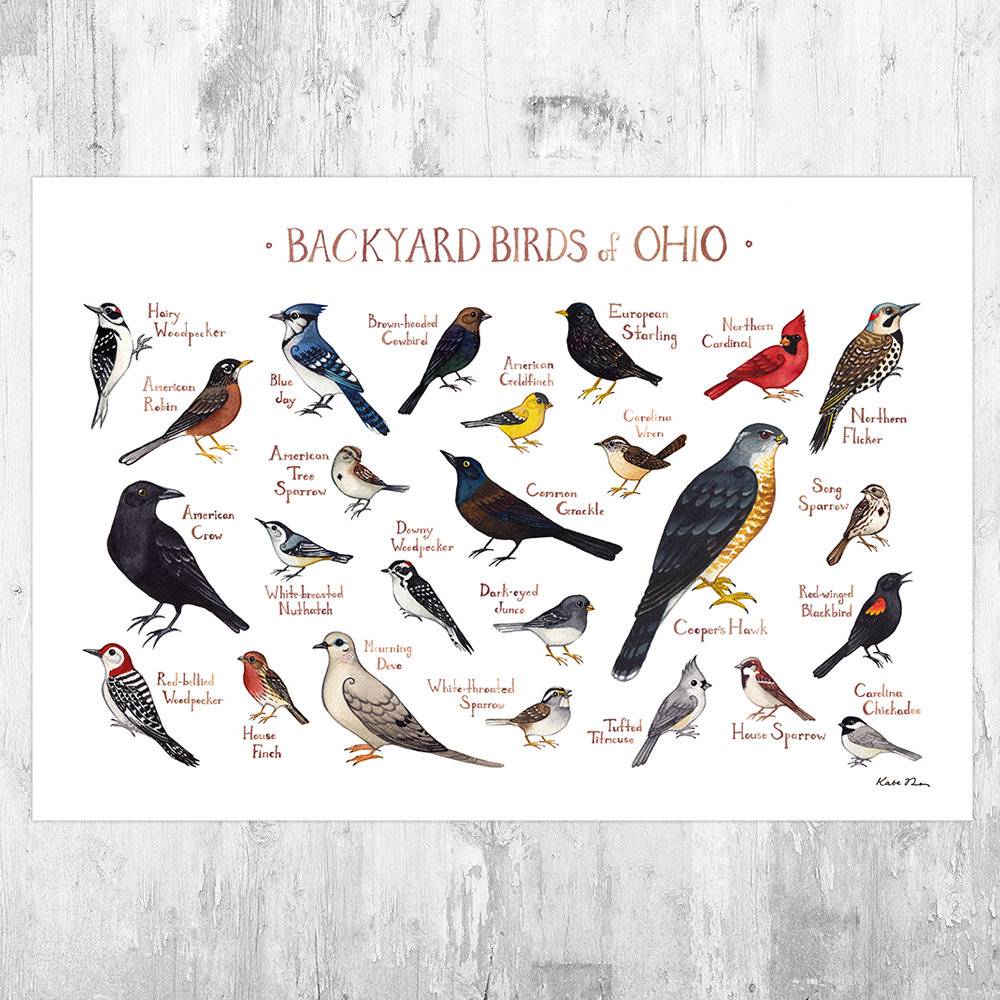 Ohio Backyard Birds Field Guide Art Print - Nature Print - Bird - Poster | Canvas Wall Art Print