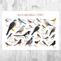 Utah Backyard Birds Field Guide Art Print - Nature Print - Bird - Poster | Canvas Wall Art Print