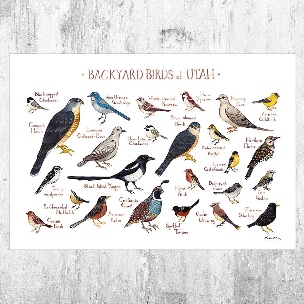 Utah Backyard Birds Field Guide Art Print - Nature Print - Bird - Poster | Canvas Wall Art Print