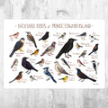 Prince Edward Island Backyard Birds Field Guide Art Print - Nature Print - Bird - Poster | Canvas Wall Art Print