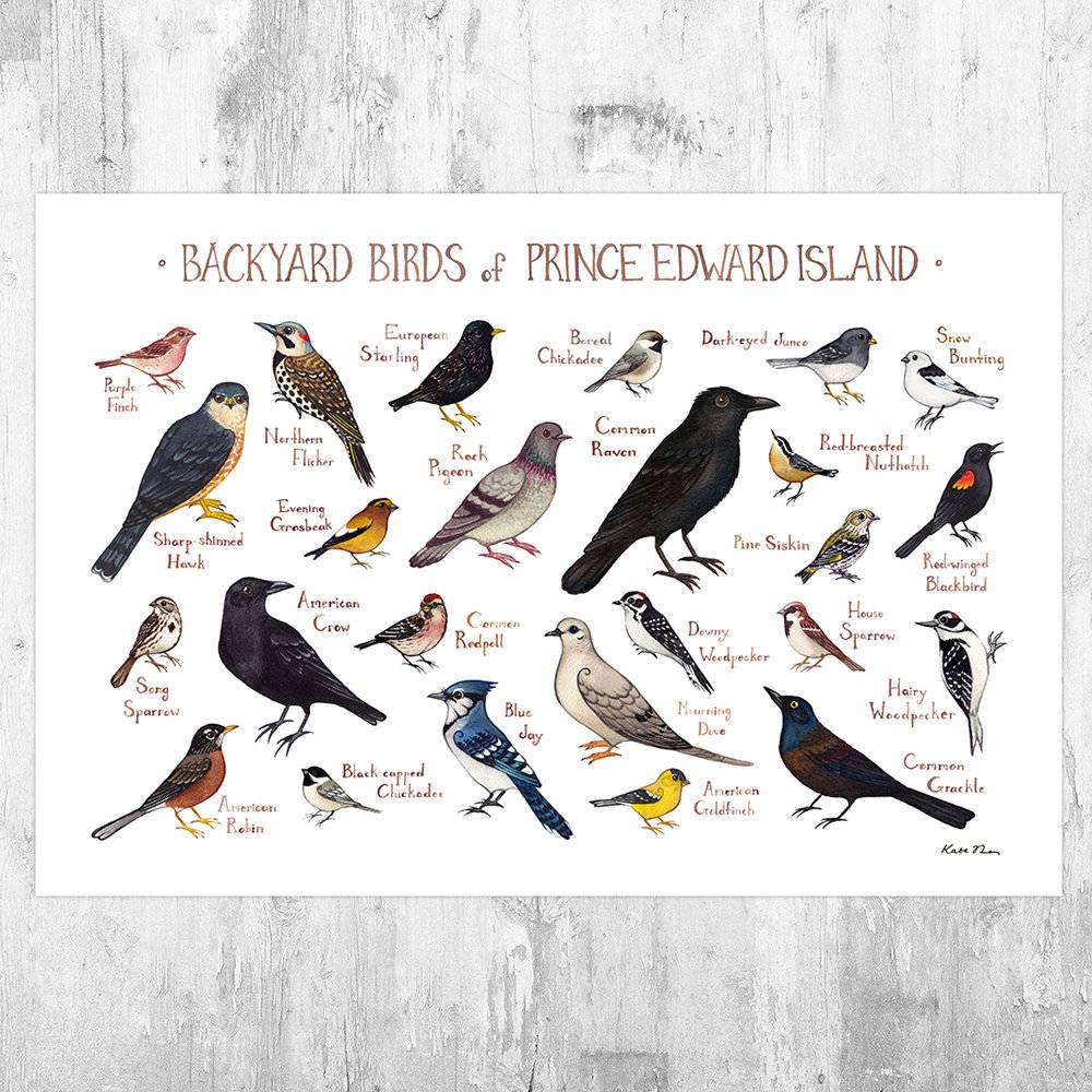 Prince Edward Island Backyard Birds Field Guide Art Print - Nature Print - Bird - Poster | Canvas Wall Art Print