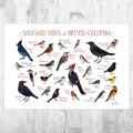 British Columbia Backyard Birds Field Guide Art Print - Nature Print - Bird - Poster | Canvas Wall Art Print