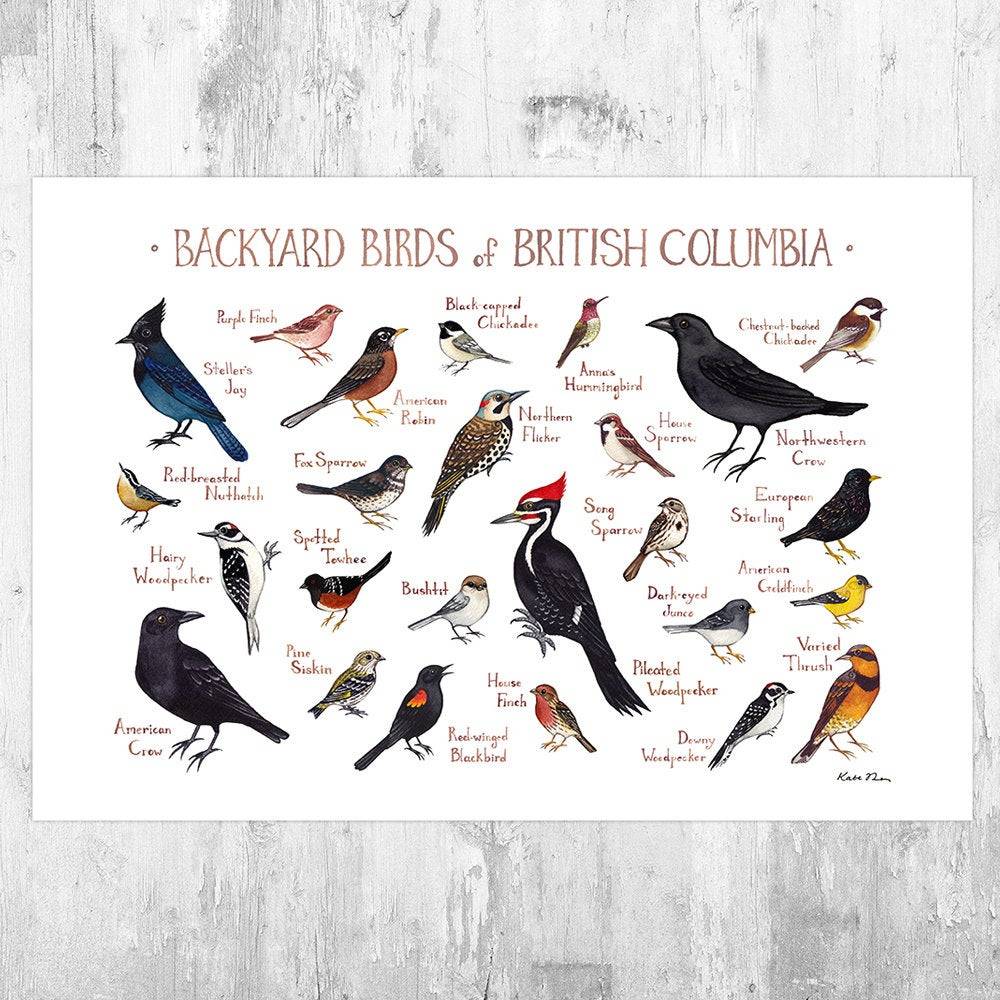 British Columbia Backyard Birds Field Guide Art Print - Nature Print - Bird - Poster | Canvas Wall Art Print