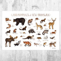 New Brunswick Mammals Field Guide Art Print - Animals Of Canada - Canadian Wildlife - Nature Art Print - Poster | Canvas Wall Art Print