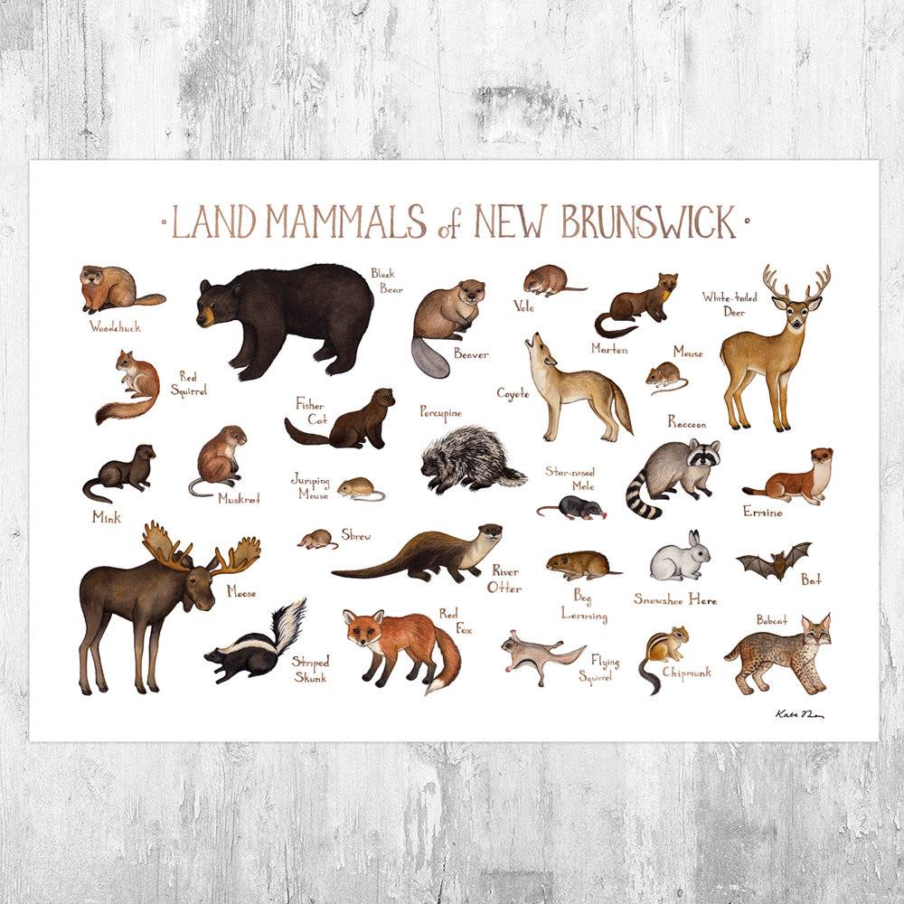 New Brunswick Mammals Field Guide Art Print - Animals Of Canada - Canadian Wildlife - Nature Art Print - Poster | Canvas Wall Art Print