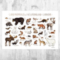 Newfoundland &amp;Amp; Labrador Mammals Field Guide Art Print - Animals Of Canada - Canadian Wildlife - Nature Print - Poster | Canvas Wall Art Print