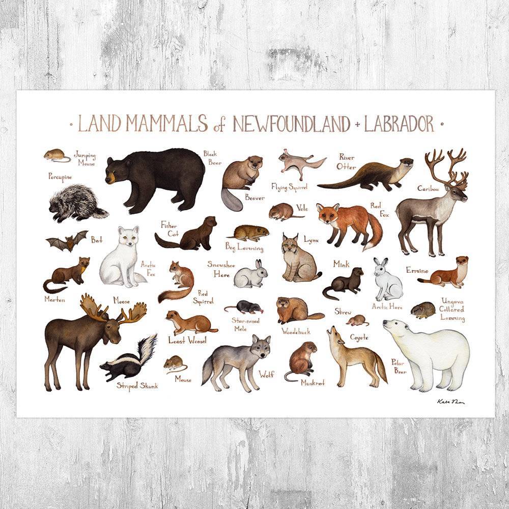 Newfoundland &amp;Amp; Labrador Mammals Field Guide Art Print - Animals Of Canada - Canadian Wildlife - Nature Print - Poster | Canvas Wall Art Print