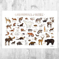 Quebec Land Mammals Field Guide Art Print - Animals Of Canada - Canadian Wildlife - Nature Print - Poster | Canvas Wall Art Print