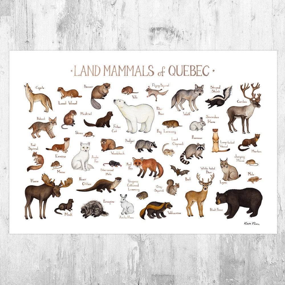 Quebec Land Mammals Field Guide Art Print - Animals Of Canada - Canadian Wildlife - Nature Print - Poster | Canvas Wall Art Print