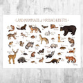 Massachusetts Land Mammals Field Guide Art Print - Animals Of Massachusetts - Nature Art Print - Wildlife - Poster | Canvas Wall Art Print