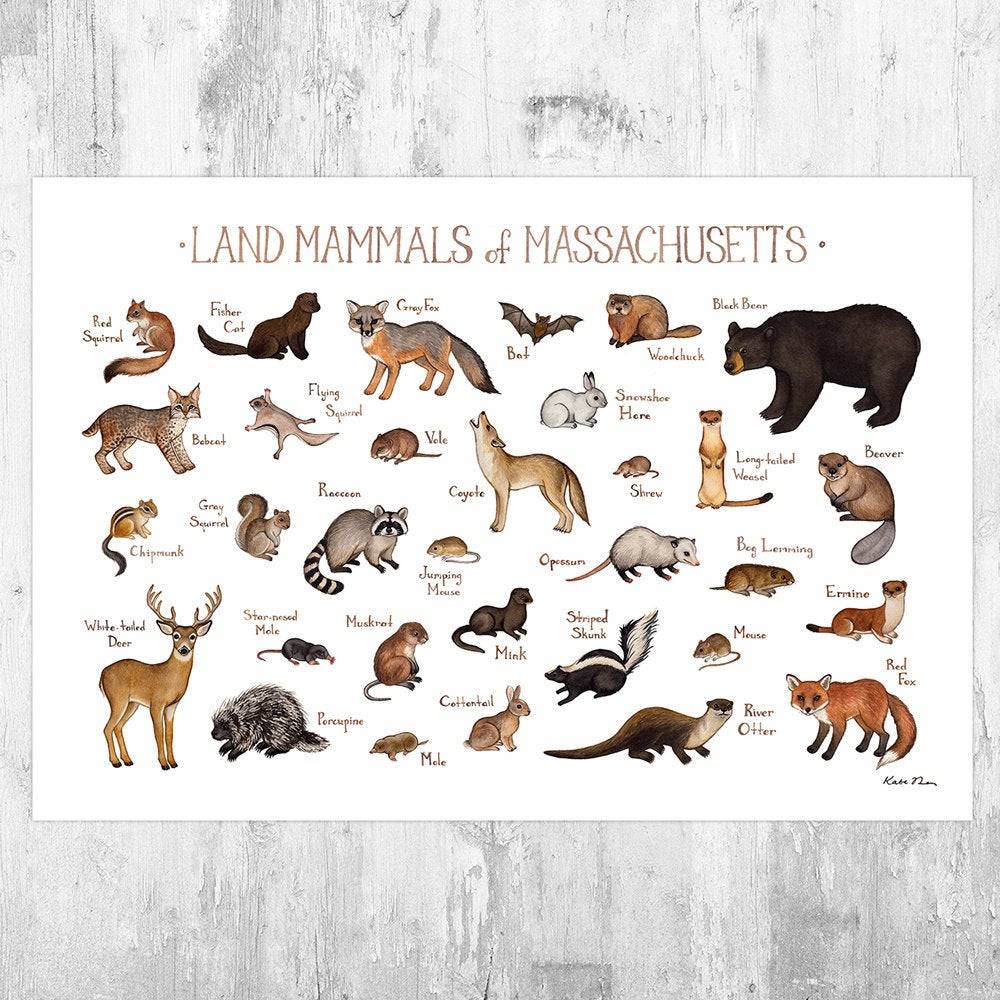 Massachusetts Land Mammals Field Guide Art Print - Animals Of Massachusetts - Nature Art Print - Wildlife - Poster | Canvas Wall Art Print