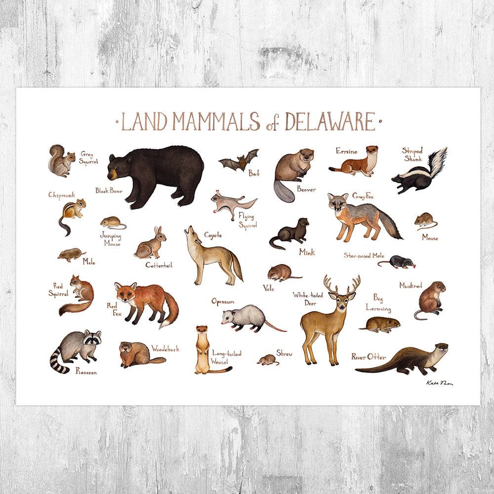 Delaware Land Mammals Field Guide Art Print - Animals Of Delaware - Nature Print - Wildlife - Poster | Canvas Wall Art Print