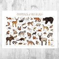 Michigan Mammals Field Guide Art Print - Animals Of Michigan - Nature Print - Wildlife - Poster | Canvas Wall Art Print