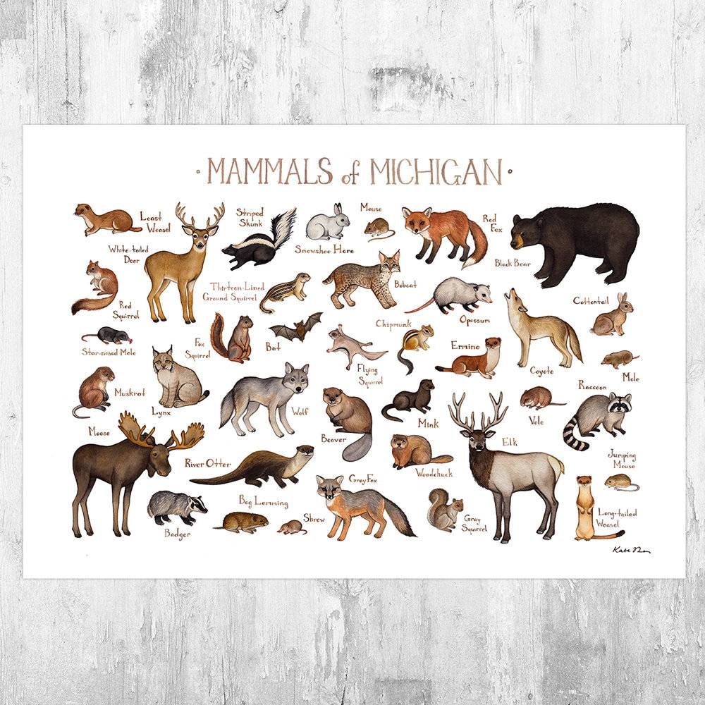 Michigan Mammals Field Guide Art Print - Animals Of Michigan - Nature Print - Wildlife - Poster | Canvas Wall Art Print