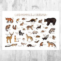 Louisiana Land Mammals Field Guide Art Print - Animals Of Louisiana - Nature Print - Wildlife - Poster | Canvas Wall Art Print
