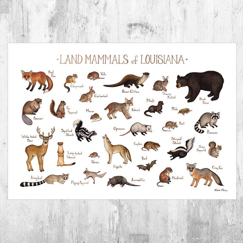 Louisiana Land Mammals Field Guide Art Print - Animals Of Louisiana - Nature Print - Wildlife - Poster | Canvas Wall Art Print