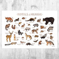 Arkansas Mammals Field Guide Art Print - Animals Of Arkansas - Nature Print - Wildlife - Poster | Canvas Wall Art Print