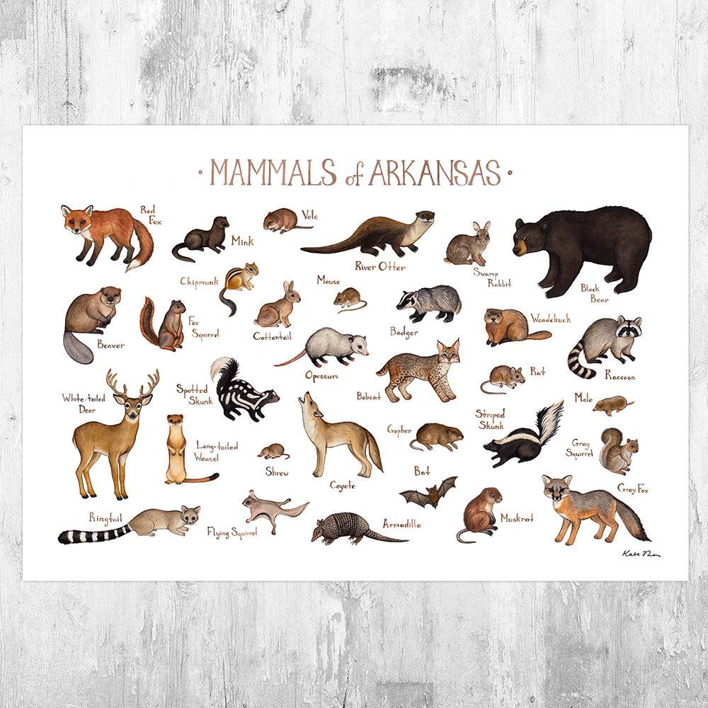 Arkansas Mammals Field Guide Art Print - Animals Of Arkansas - Nature Print - Wildlife - Poster | Canvas Wall Art Print
