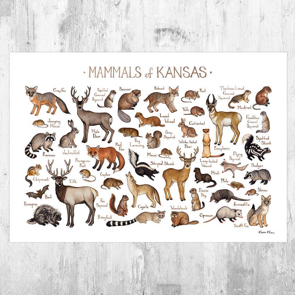 Kansas Mammals Field Guide Art Print - Animals Of Kansas - Nature Print - Wildlife - Poster | Canvas Wall Art Print
