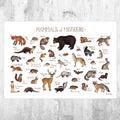 Missouri Mammals Field Guide Art Print - Animals Of Missouri - Nature Print - Wildlife - Poster | Canvas Wall Art Print