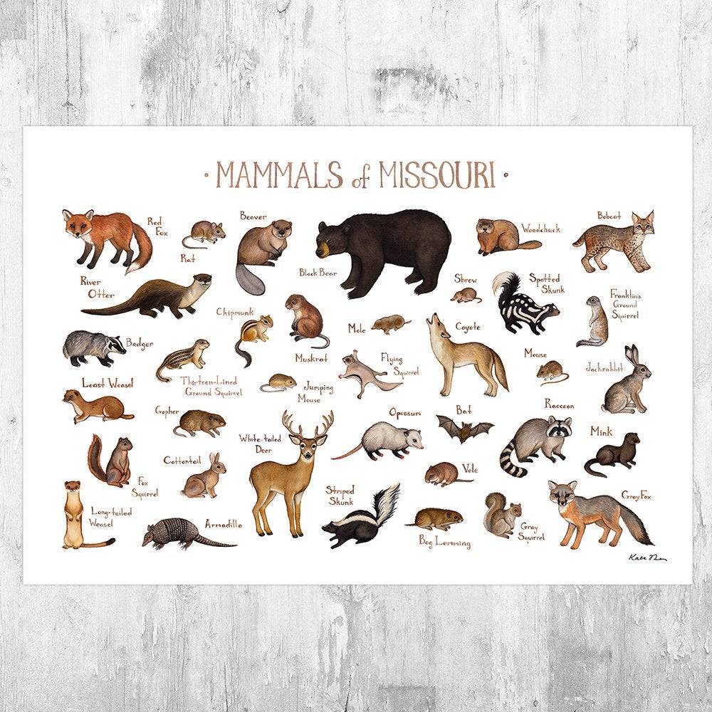 Missouri Mammals Field Guide Art Print - Animals Of Missouri - Nature Print - Wildlife - Poster | Canvas Wall Art Print