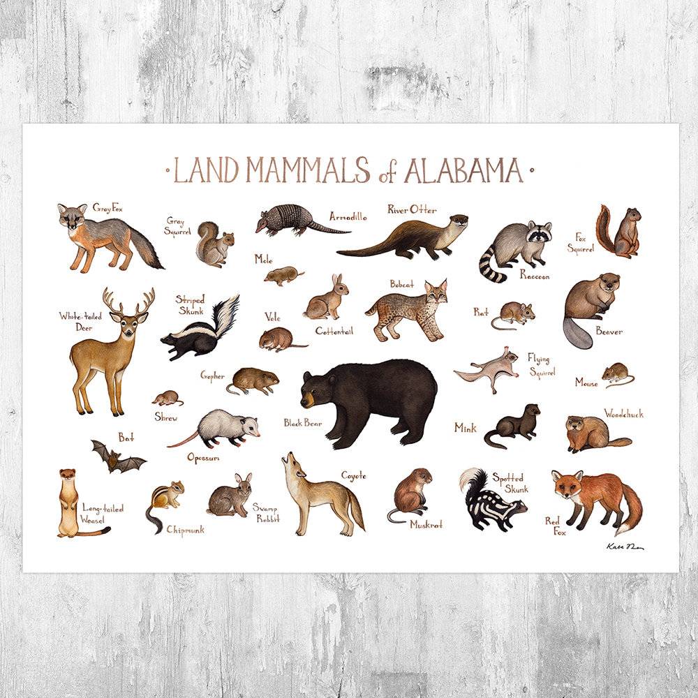 Alabama Land Mammals Field Guide Art Print - Animals Of Alabama - Nature Print - Wildlife - Poster | Canvas Wall Art Print