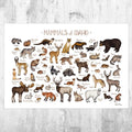 Idaho Mammals Field Guide Art Print - Animals Of Idaho - Nature Print - Wildlife - Poster | Canvas Wall Art Print