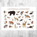 Connecticut Land Mammals Field Guide Art Print - Animals Of Connecticut - Nature Print - Wildlife - Poster | Canvas Wall Art Print
