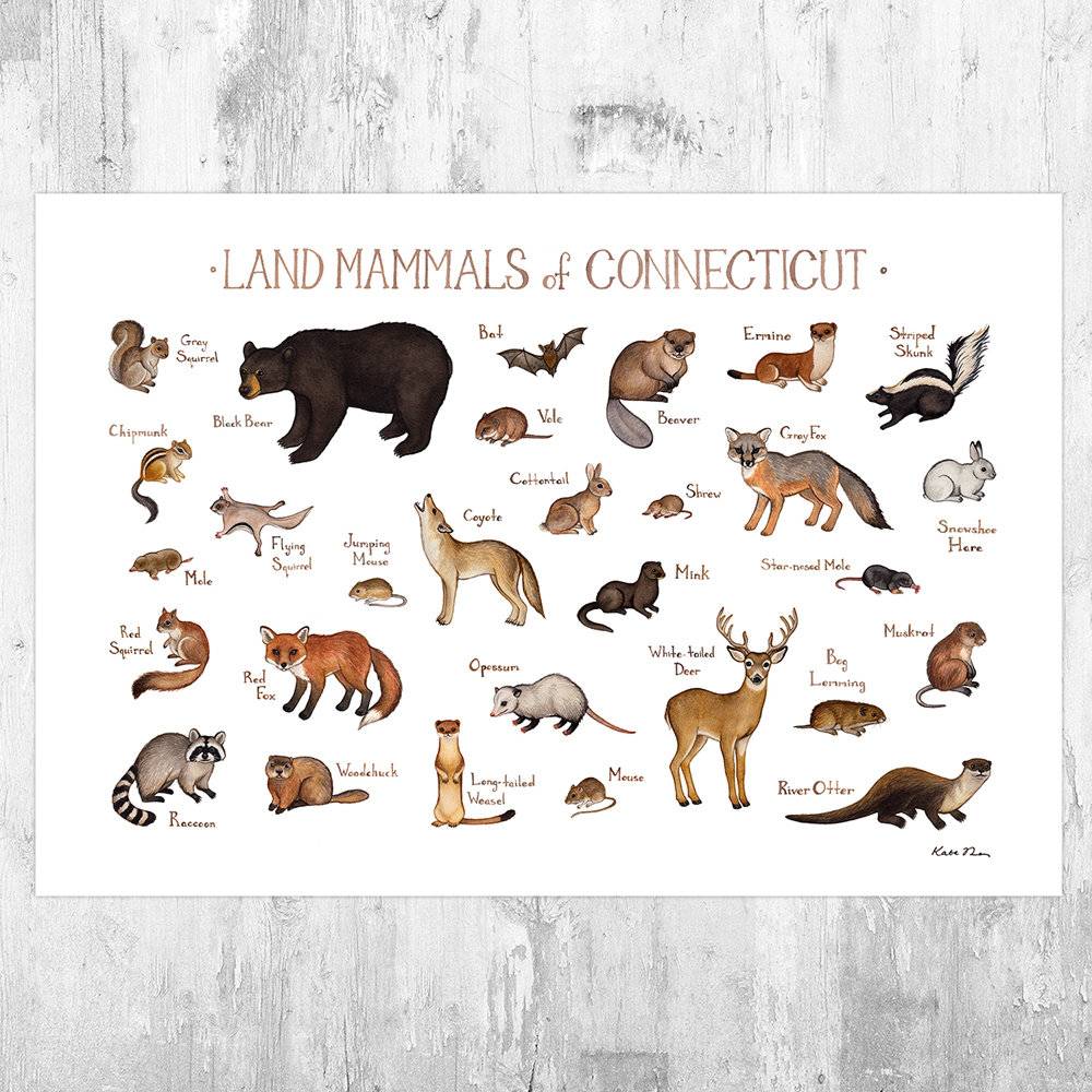 Connecticut Land Mammals Field Guide Art Print - Animals Of Connecticut - Nature Print - Wildlife - Poster | Canvas Wall Art Print
