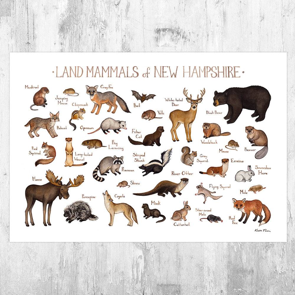 New Hampshire Land Mammals Field Guide Art Print - Animals Of New Hampshire - Nature Art Print - Wildlife - Poster | Canvas Wall Art Print