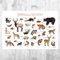 Kentucky Mammals Field Guide Art Print - Animals Of Kentucky - Nature Print - Wildlife - Poster | Canvas Wall Art Print