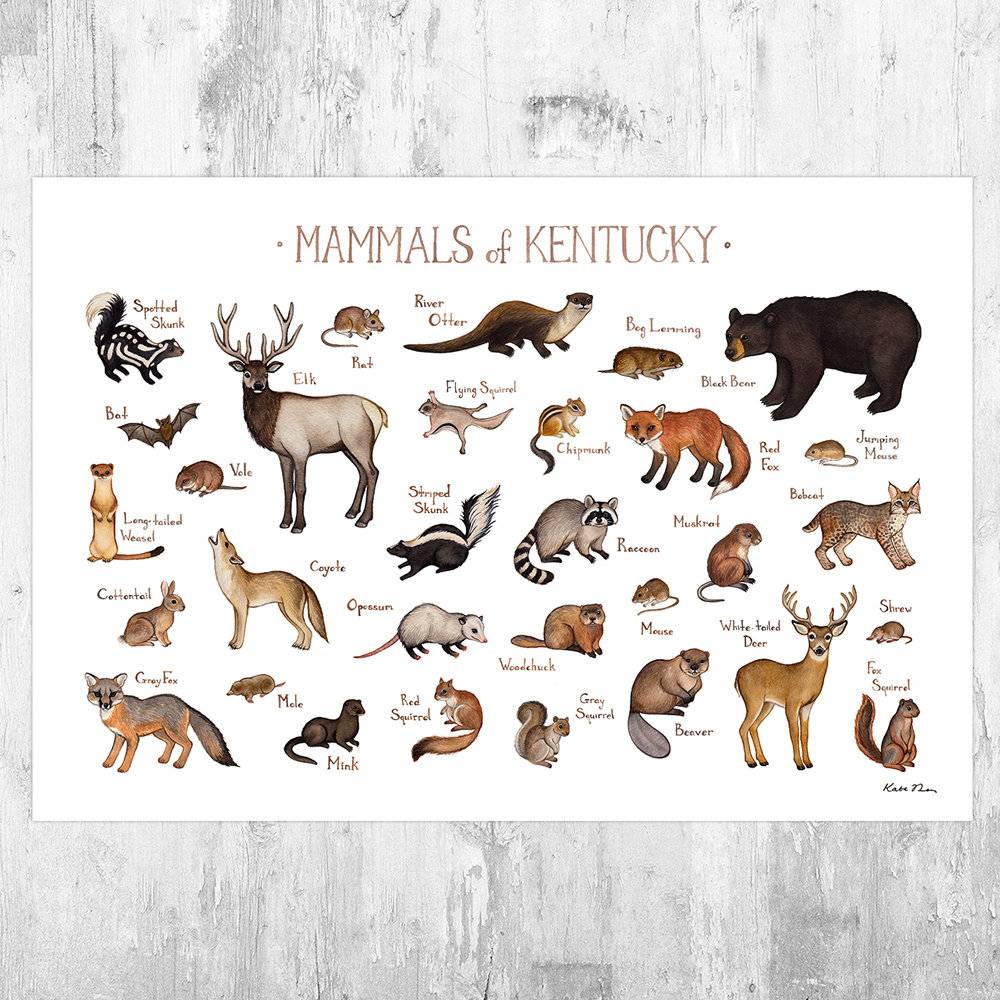 Kentucky Mammals Field Guide Art Print - Animals Of Kentucky - Nature Print - Wildlife - Poster | Canvas Wall Art Print