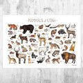 Utah Land Mammals Field Guide Art Print - Animals Of Utah - Nature Print - Wildlife - Poster | Canvas Wall Art Print