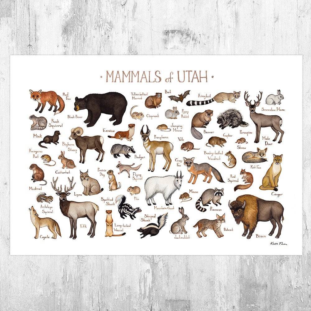 Utah Land Mammals Field Guide Art Print - Animals Of Utah - Nature Print - Wildlife - Poster | Canvas Wall Art Print