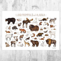 Alaska Land Mammals Field Guide Art Print - Animals Of Alaska - Nature Print - Wildlife - Poster | Canvas Wall Art Print