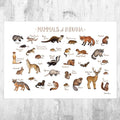 Indiana Mammals Field Guide Art Print - Animals Of Indiana - Nature Print - Wildlife - Poster | Canvas Wall Art Print