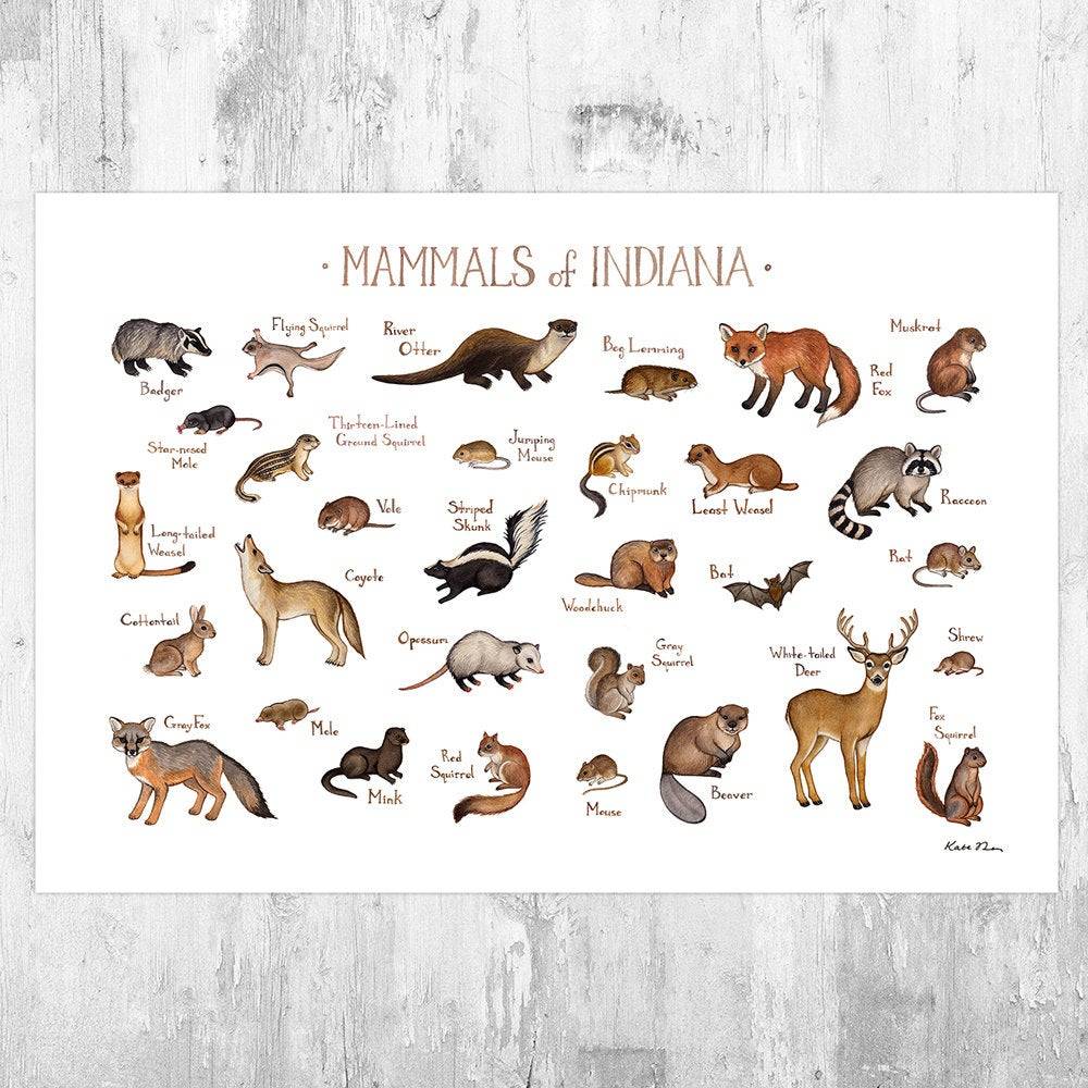 Indiana Mammals Field Guide Art Print - Animals Of Indiana - Nature Print - Wildlife - Poster | Canvas Wall Art Print