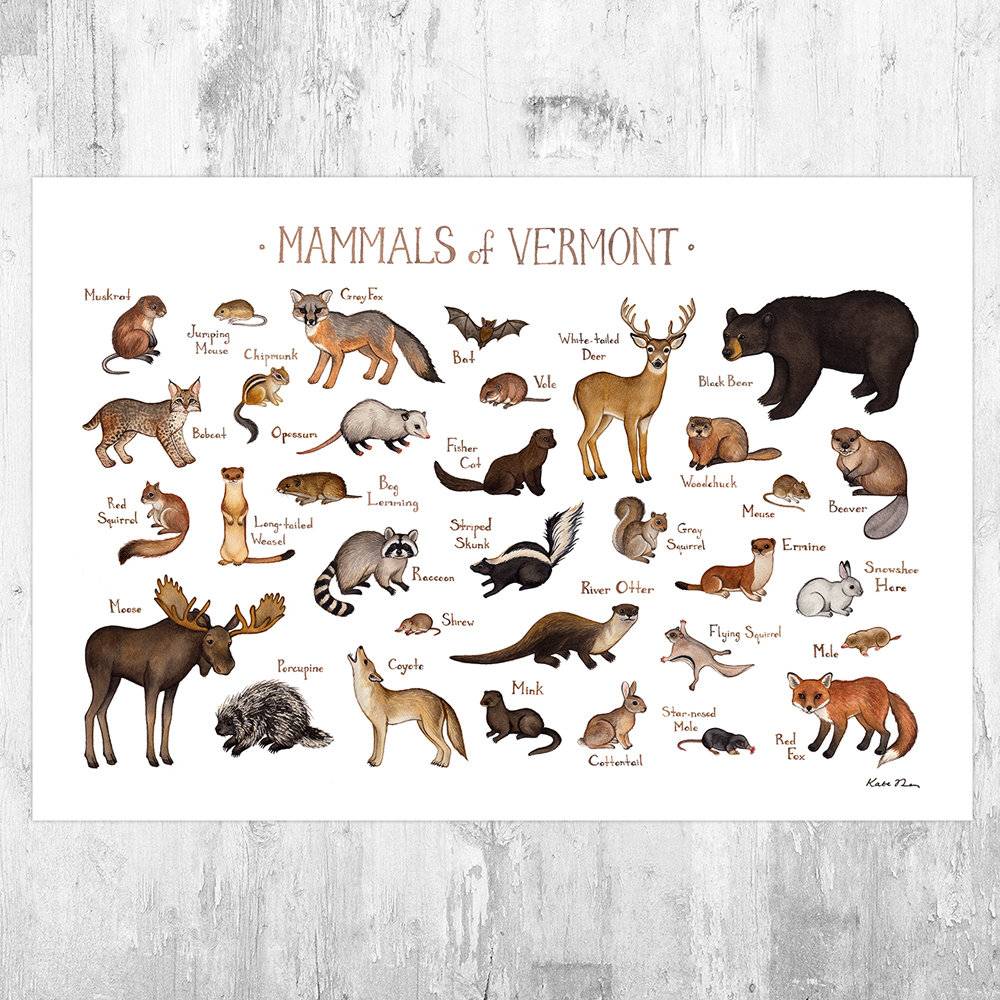 Vermont Mammals Field Guide Art Print - Animals Of Vermont - Nature Print - Wildlife - Poster | Canvas Wall Art Print