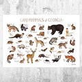 Georgia Land Mammals Field Guide Art Print - Animals Of Georgia - Nature Print - Wildlife - Poster | Canvas Wall Art Print