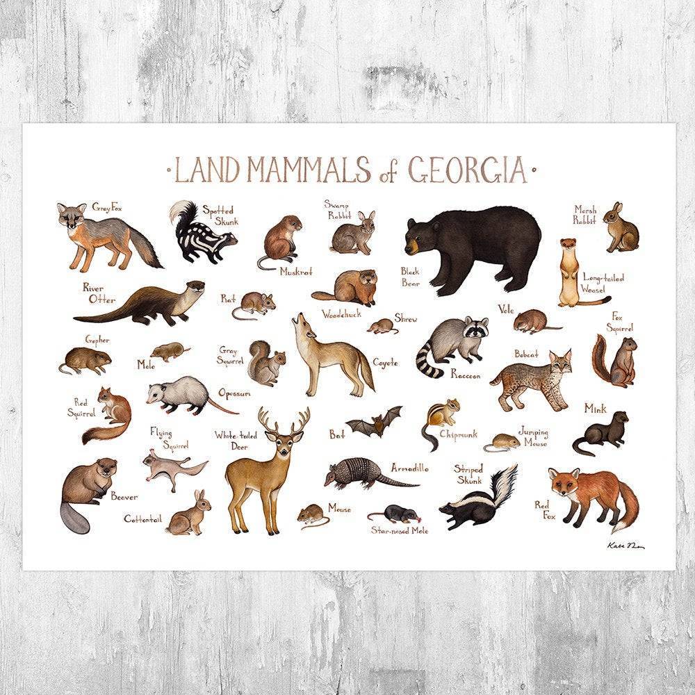 Georgia Land Mammals Field Guide Art Print - Animals Of Georgia - Nature Print - Wildlife - Poster | Canvas Wall Art Print