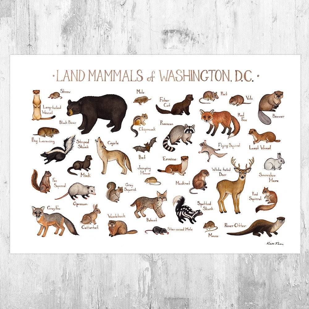 Washington, D.C. Land Mammals Field Guide Art Print - Animals Of The District Of Columbia - Nature Print - Wildlife - Poster | Canvas Wall Art Print