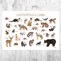Florida Land Mammals Field Guide Art Print - Animals Of Florida - Nature Print - Wildlife - Poster | Canvas Wall Art Print