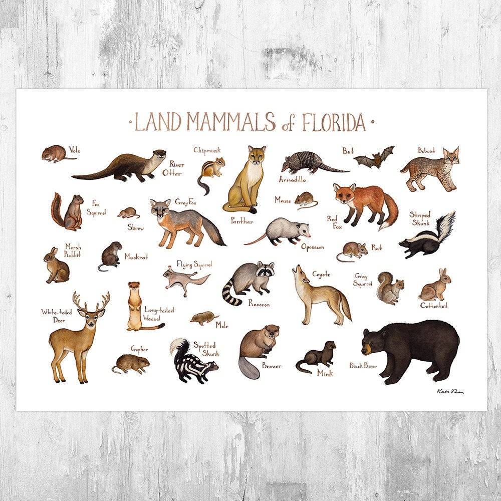 Florida Land Mammals Field Guide Art Print - Animals Of Florida - Nature Print - Wildlife - Poster | Canvas Wall Art Print