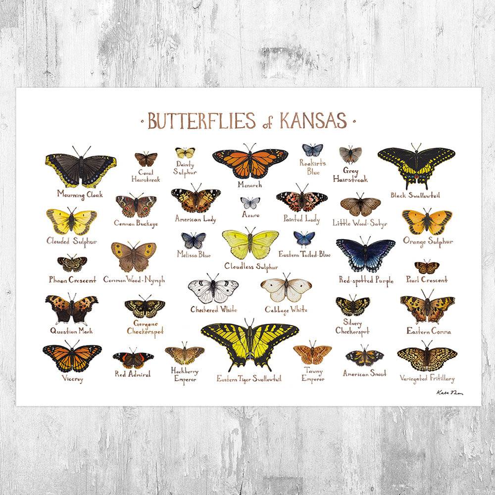 Kansas Butterflies Field Guide Art Print - Butterfly - Nature Print - Poster | Canvas Wall Art Print