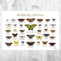 Montana Butterflies Field Guide Art Print - Butterfly - Nature Print - Poster | Canvas Wall Art Print