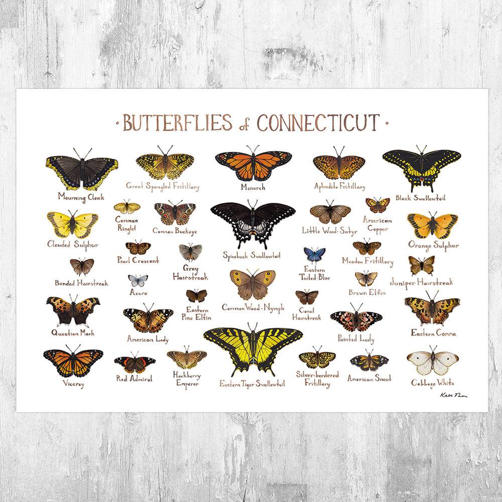 Connecticut Butterflies Field Guide Art Print - Butterfly - Nature Print - Poster | Canvas Wall Art Print