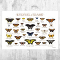 Delaware Butterflies Field Guide Art Print - Butterfly - Nature Print - Poster | Canvas Wall Art Print